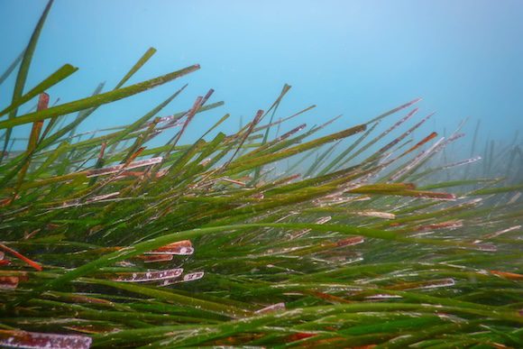 Underwater Green Sea Grass, Sea Grass Underwater