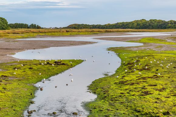 vogels bij laagwater in een kwelder