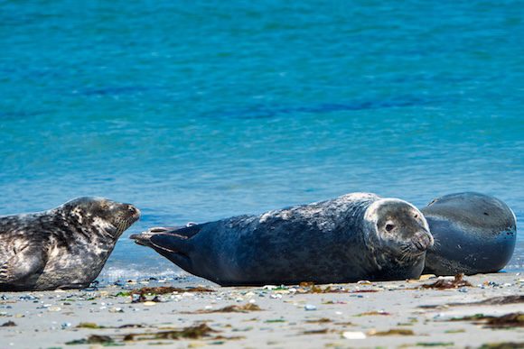 Wijd Grey seal on the north beach of Heligoland - island Dune i- Northsea - Germany