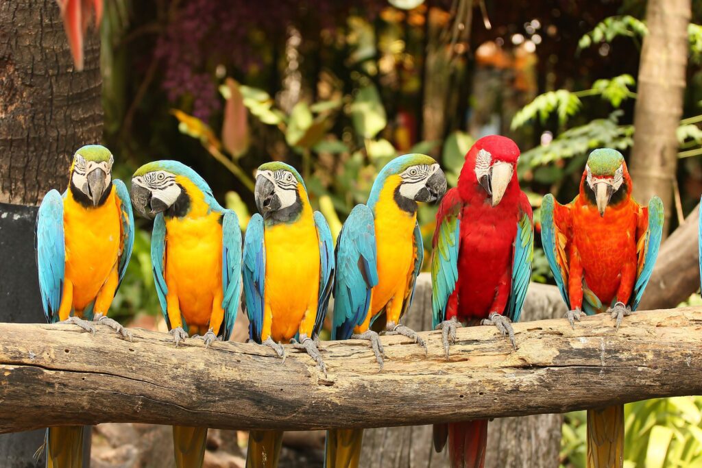 20370224 - macaw bird sitting on the perch